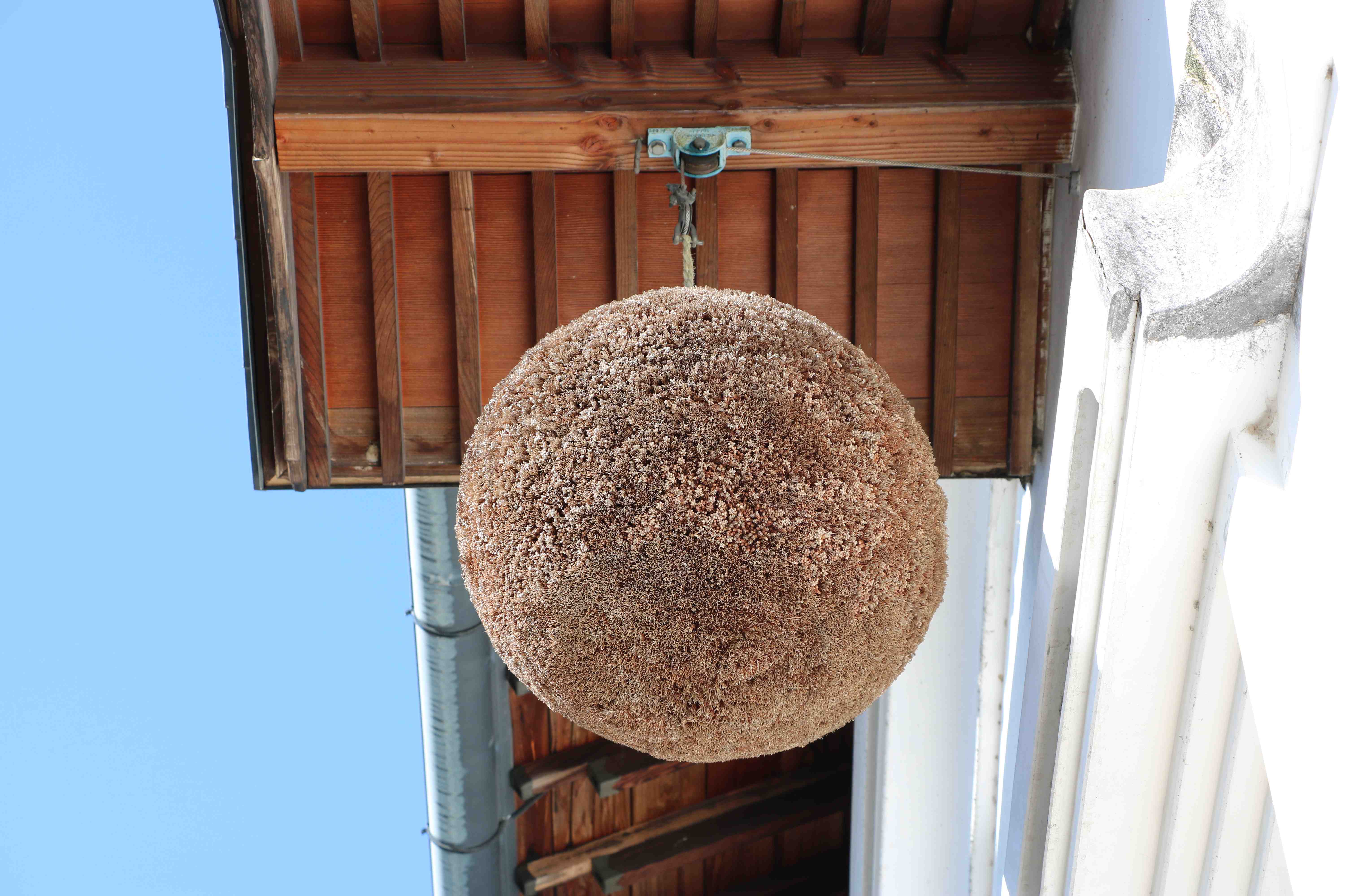 🍶 사이조 양조장 거리(사이조 사카구라 도리) 이미지 7